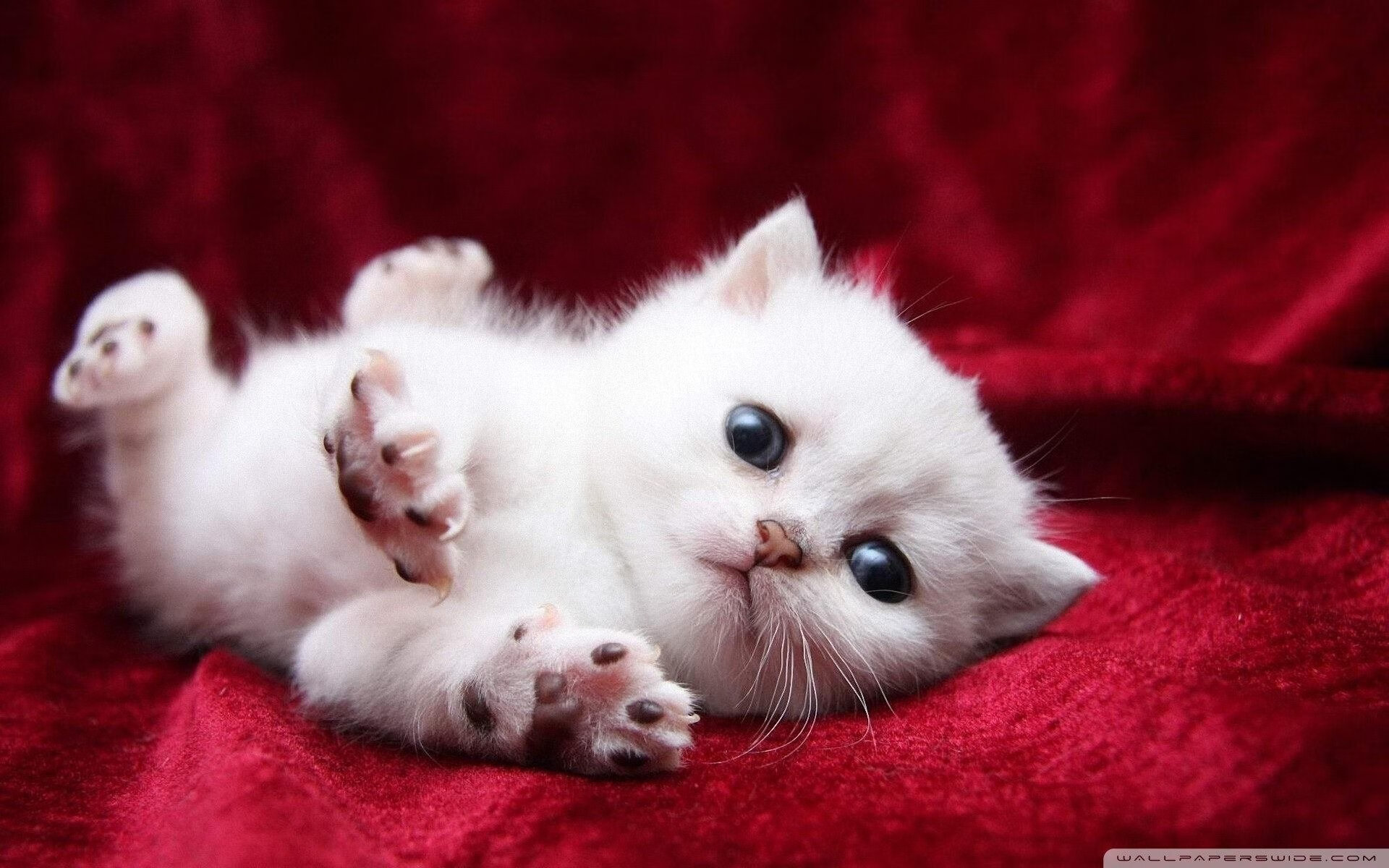 开云体育官网在线-五大联赛是否普遍要求替补球员具备即战术即融入能力，五大联赛引援