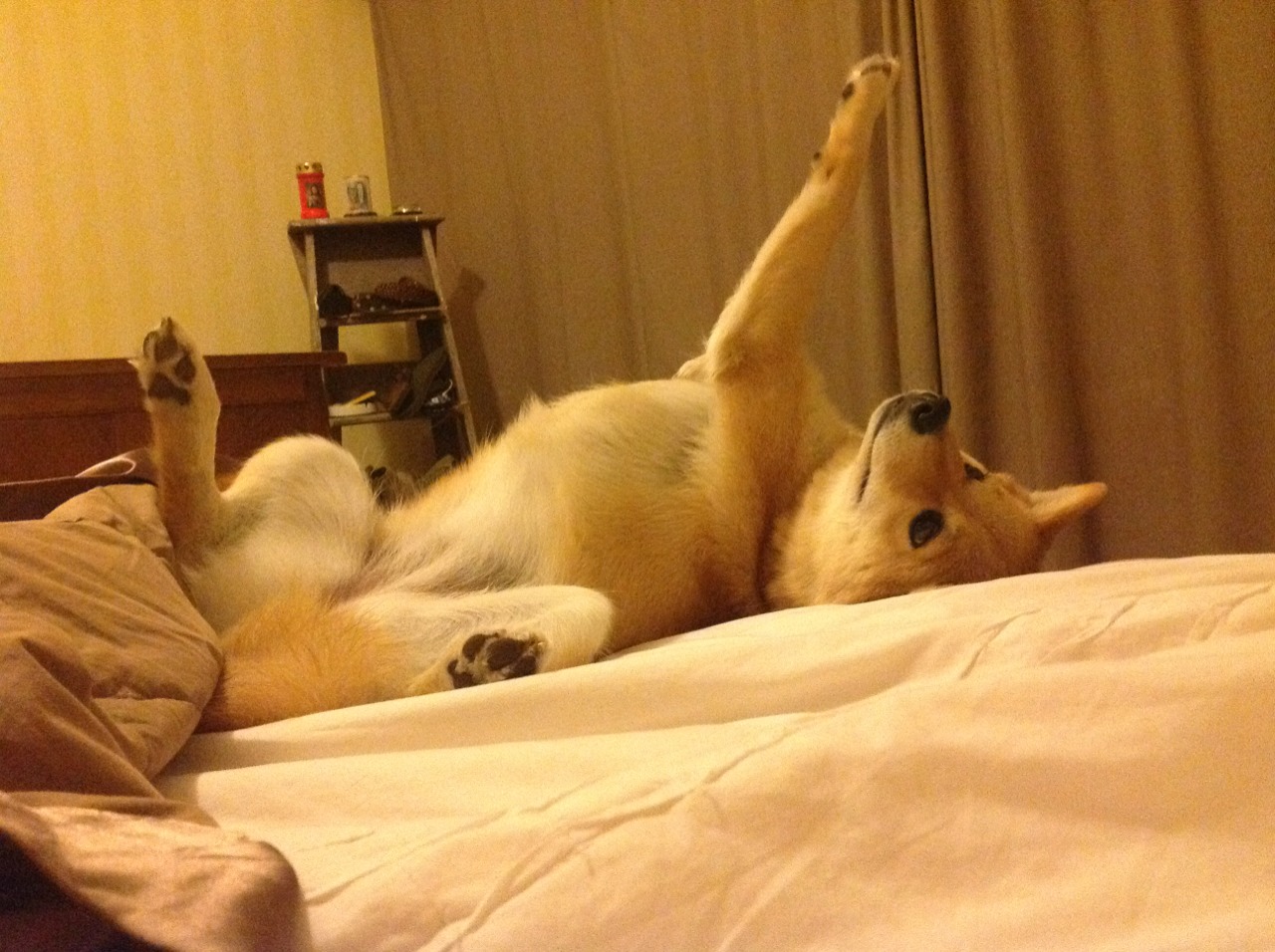 开云体育官网登入-PSG锋线火力全开,海湾者防守难挡