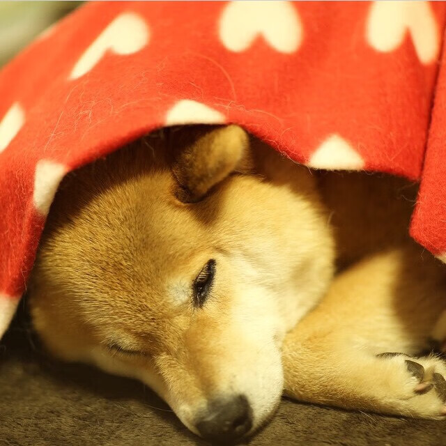 开云体育登录-中国足球国家队调整比赛策略应对挑战,中国足球的对策